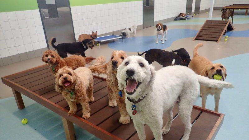 Tips for Choosing the Best Dog Boarding Facility