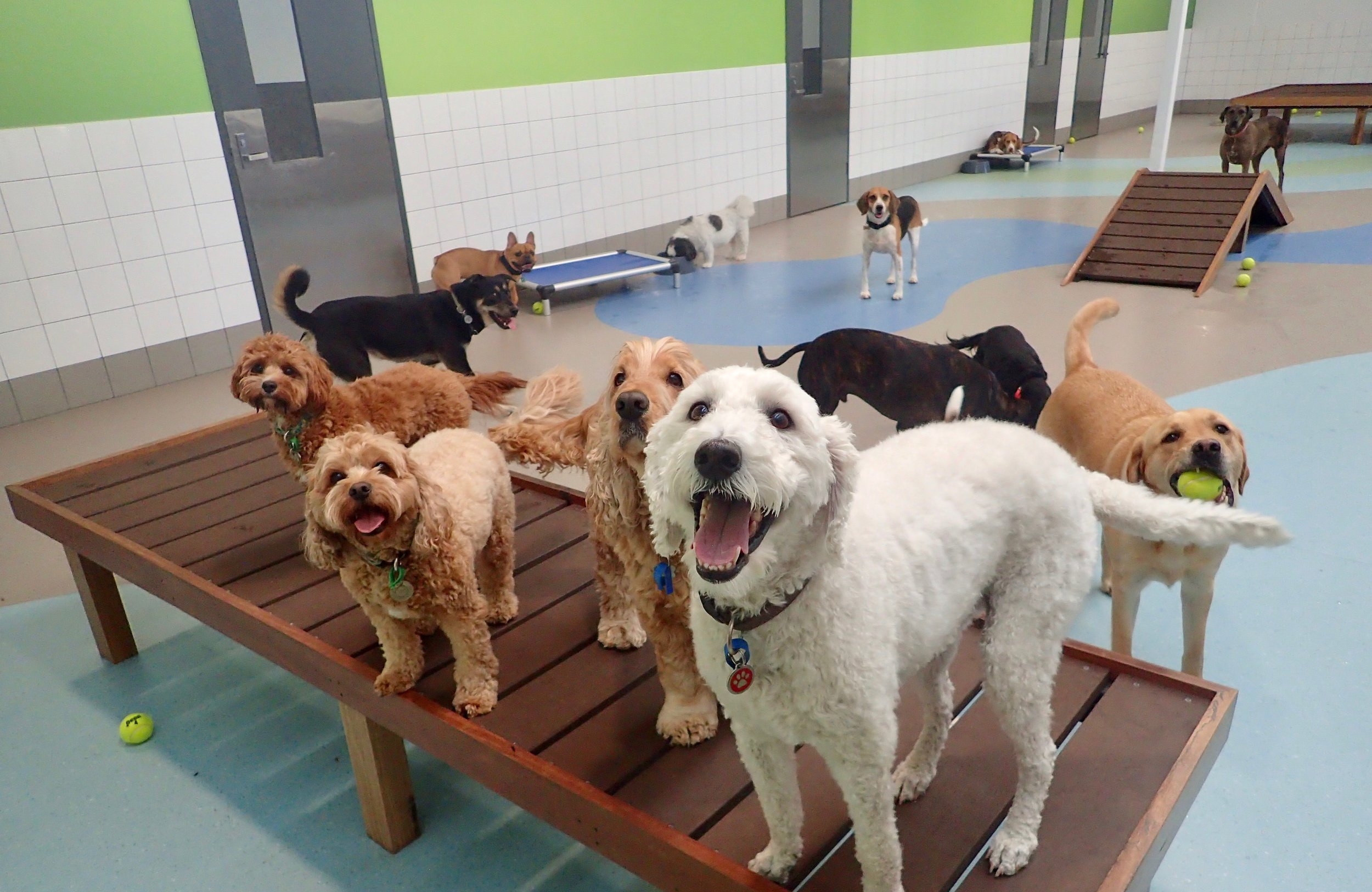 Tips for Choosing the Best Dog Boarding Facility