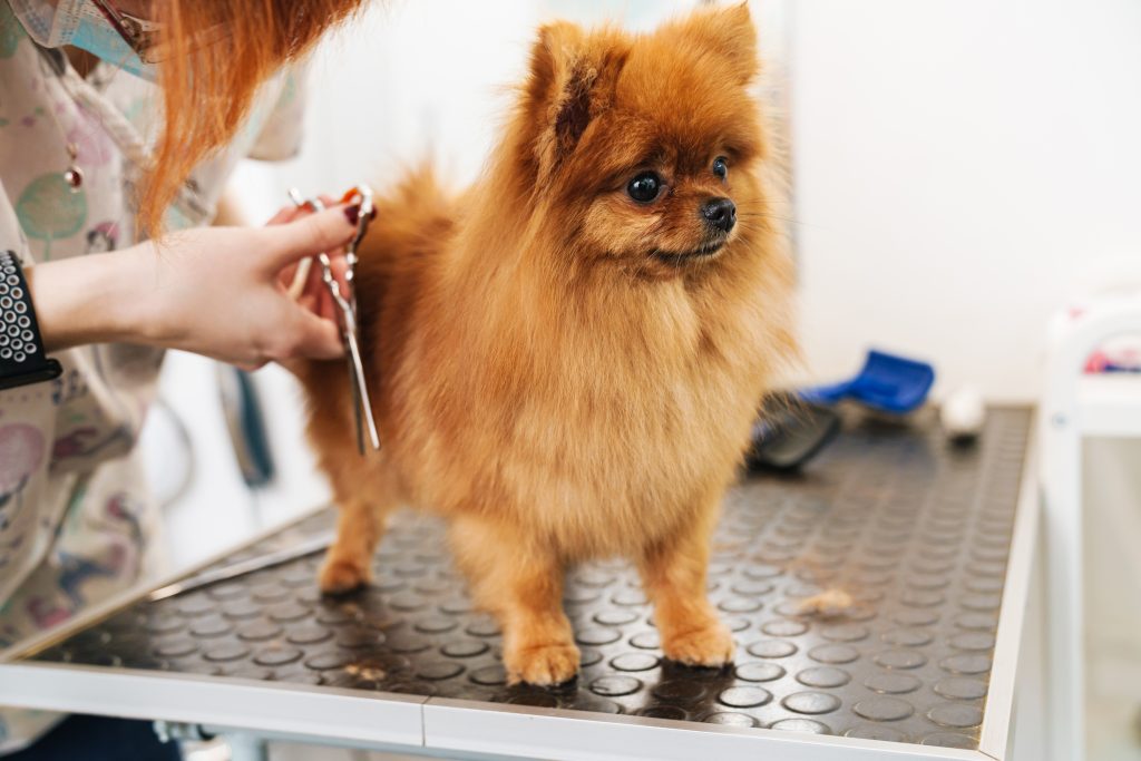 Washington DC Dog Grooming: Ultimate Guide for Pet Owners