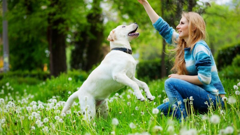 Healthy Hound Playground: Revolutionizing Dog Day Care in Washington DC