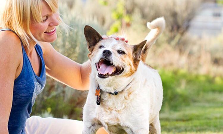 Keep Your Dog Looking and Feeling Great with Our Grooming Services