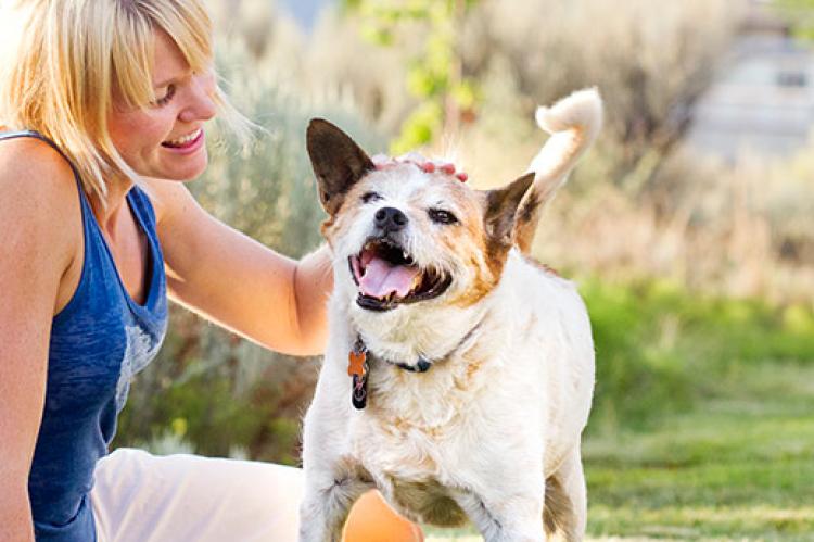 Keep Your Dog Looking and Feeling Great with Our Grooming Services