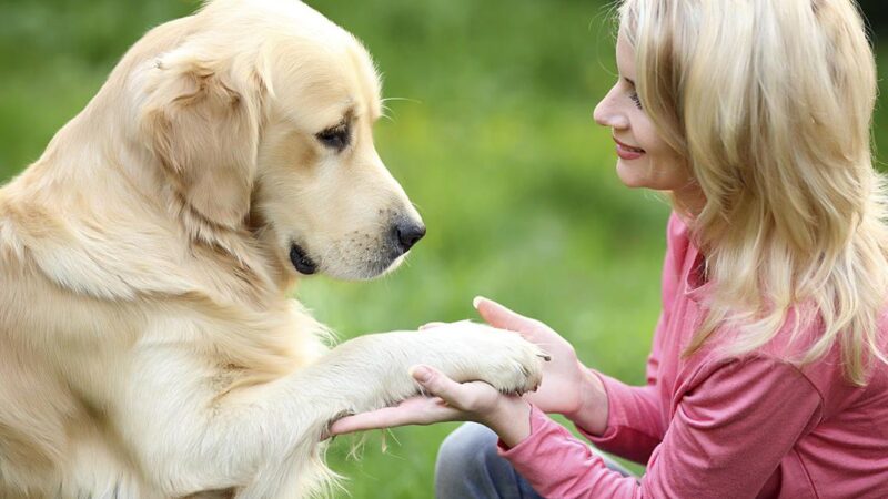 Healthy Hound Playground Dog Boarding: A Home Away From Home for Your Dog