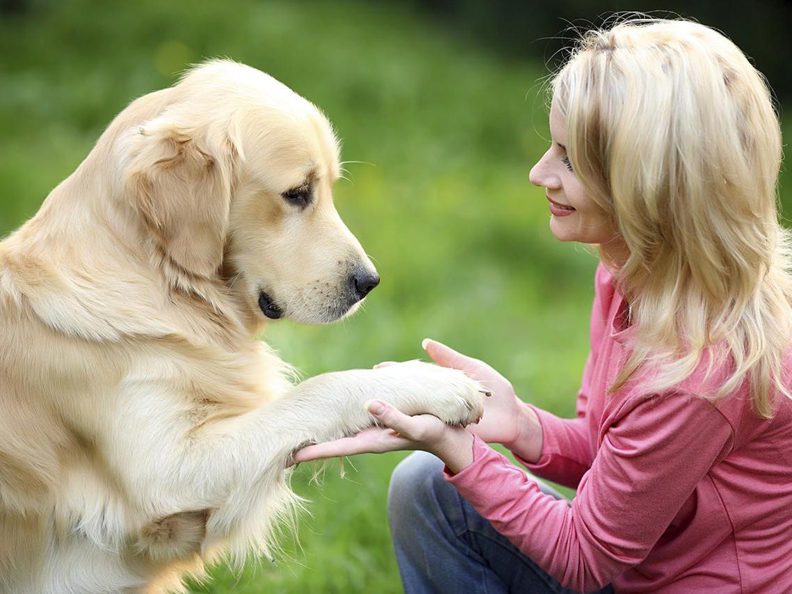 Healthy Hound Playground Dog Boarding: A Home Away From Home for Your Dog