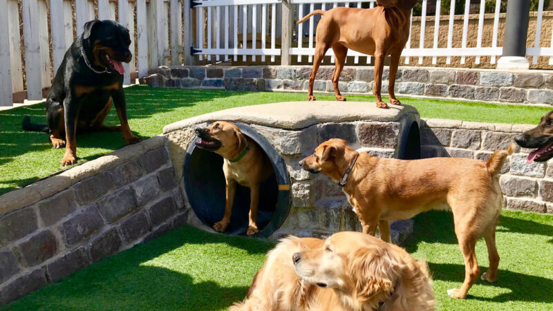 What to Expect at Healthy Hound Playground Dog Day Care