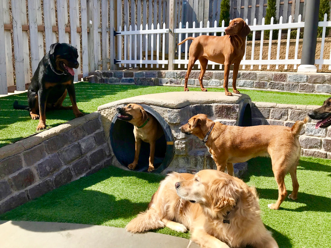 What to Expect at Healthy Hound Playground Dog Day Care